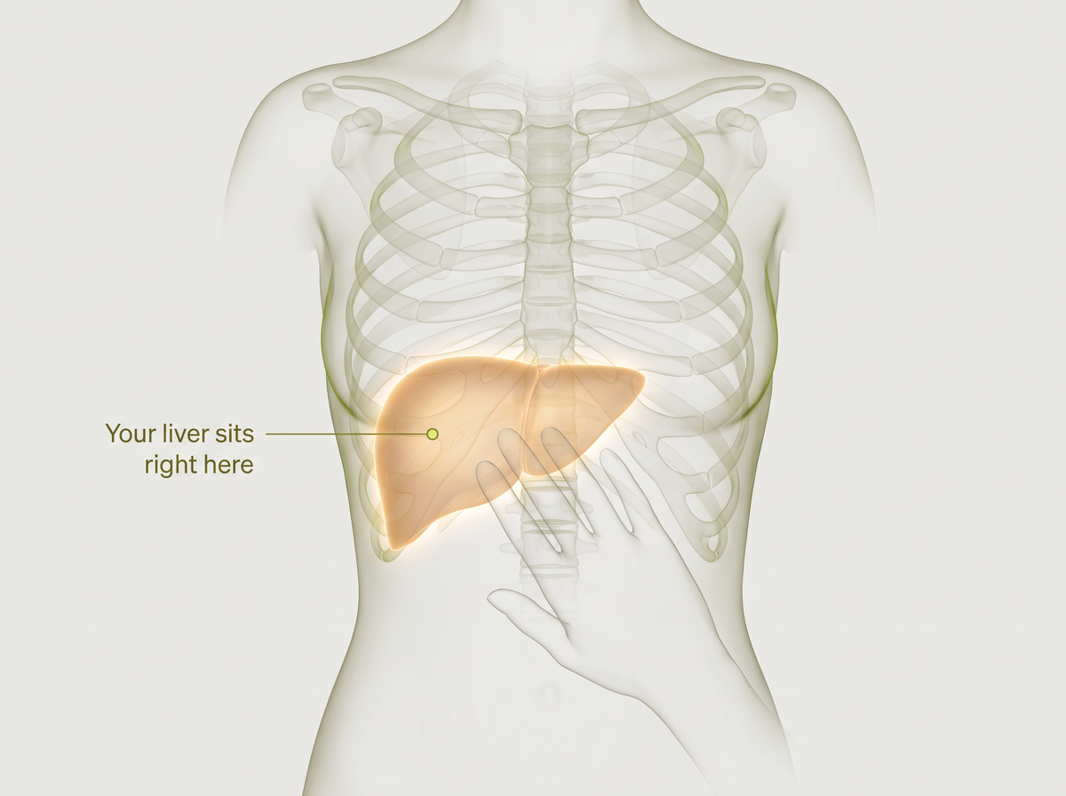 Your liver sits right here under the right ribs